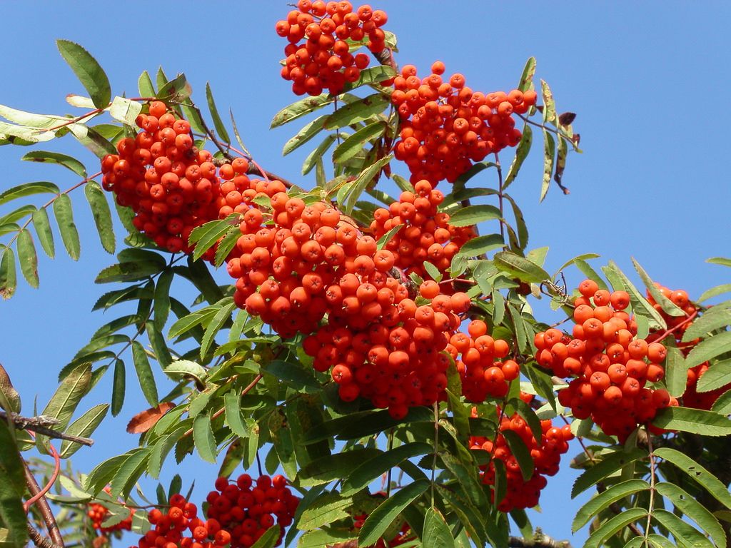 Sorbus aucuparia