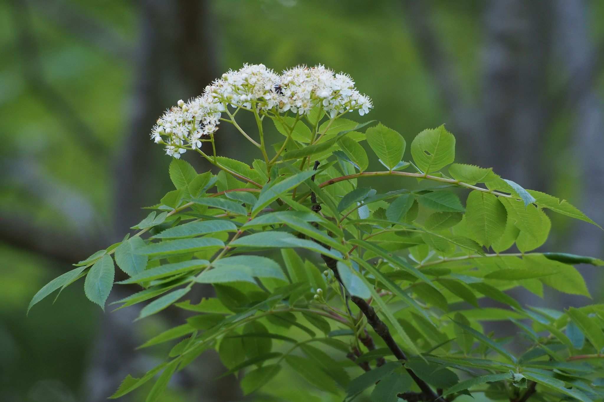 Sorbus commixta