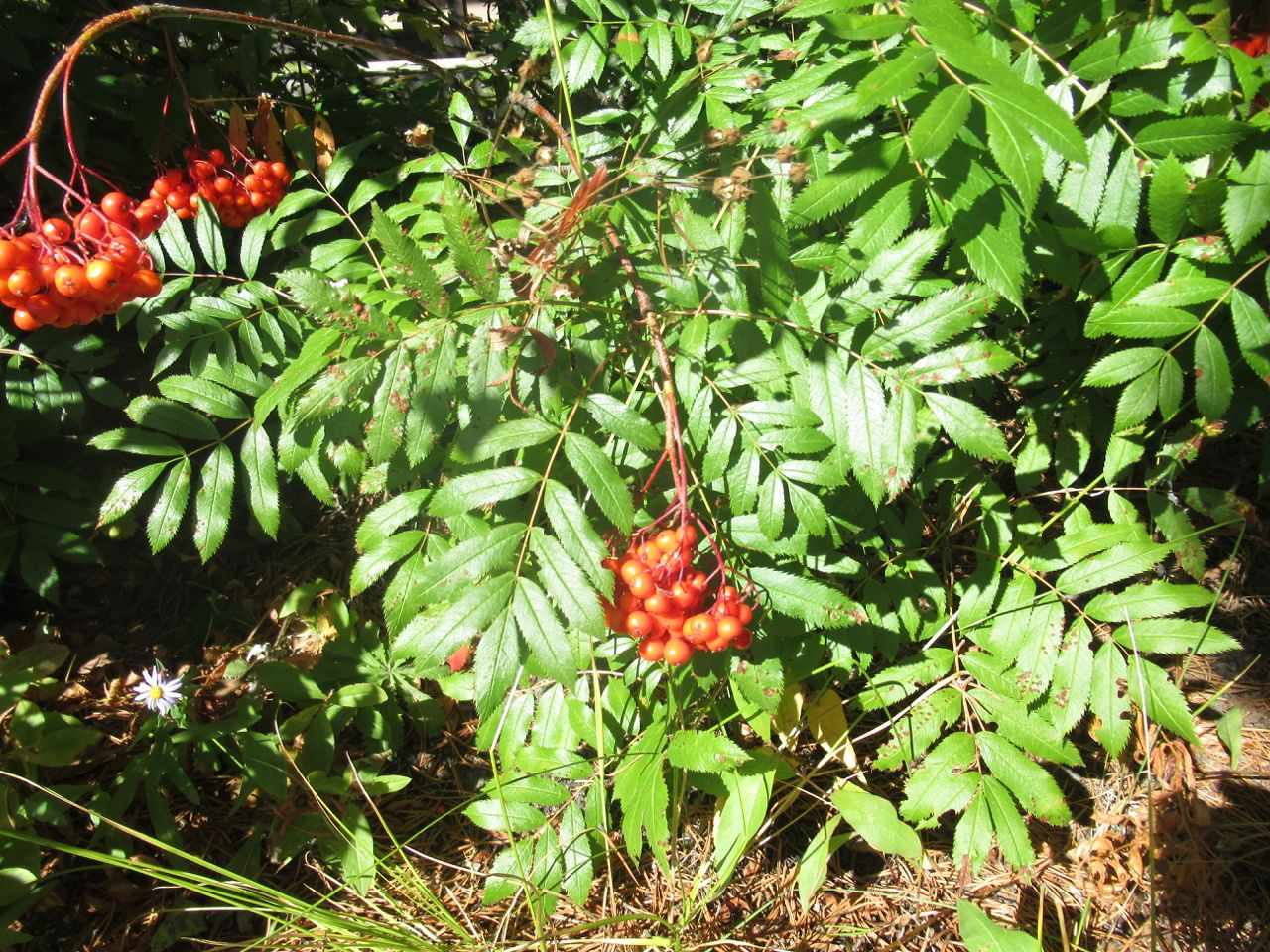 Sorbus scopulina
