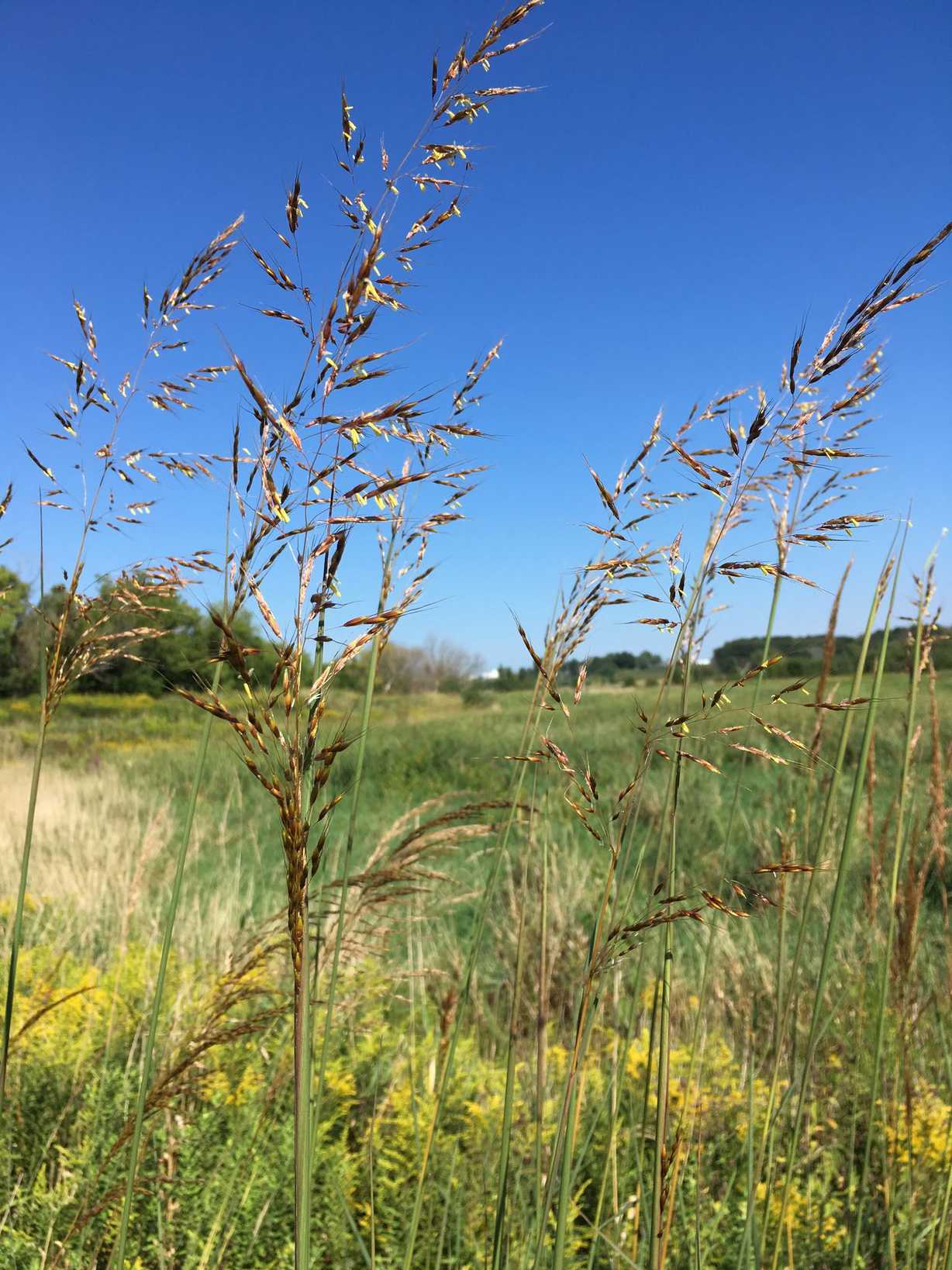 Sorghastrum nutans