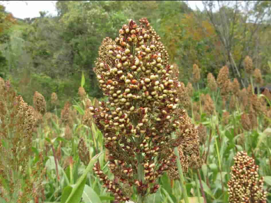 Sorghum bicolor