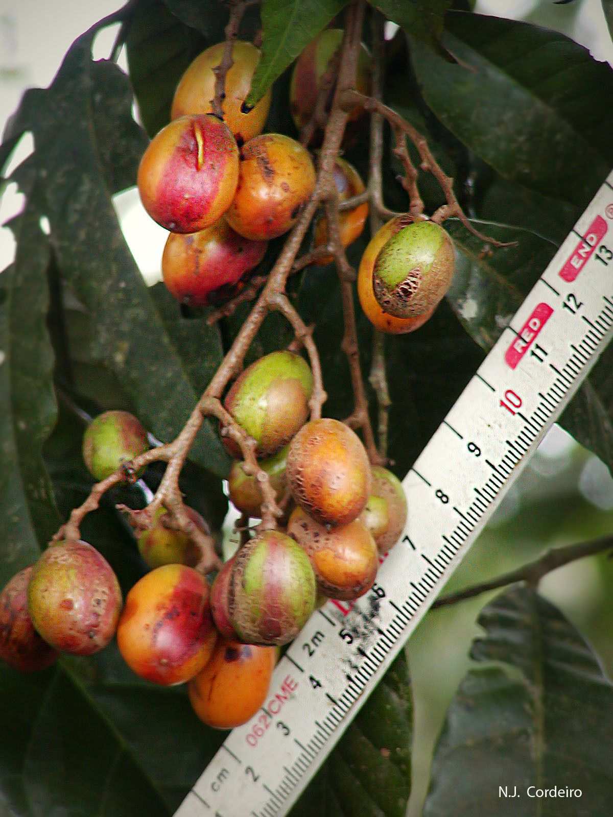 Sorindeia madagascariensis