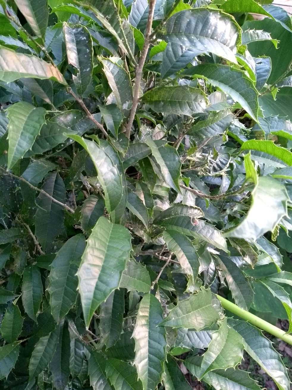 Sorocea bonplandii