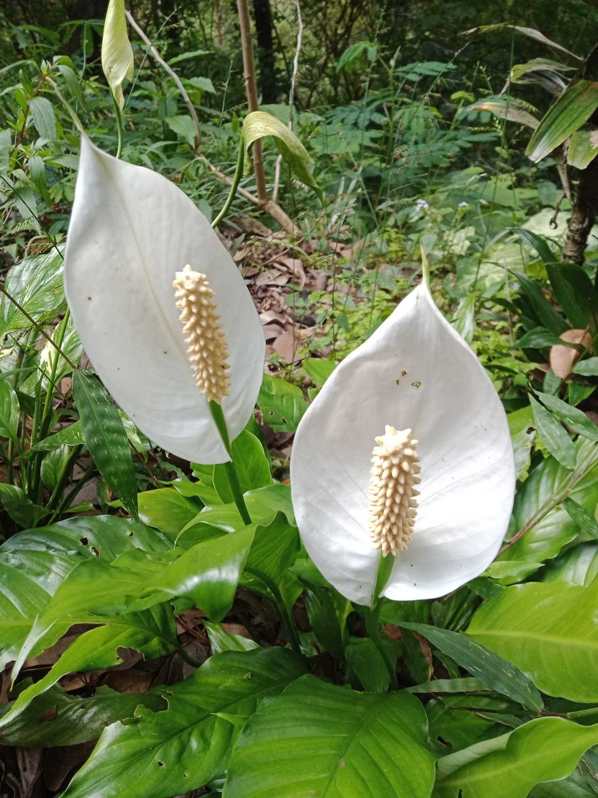 Spathiphyllum sp.