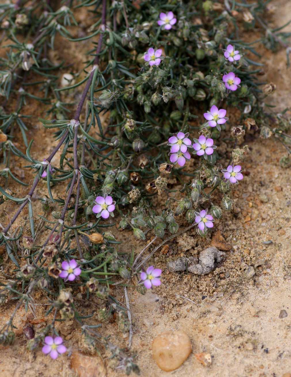 Spergula sp.