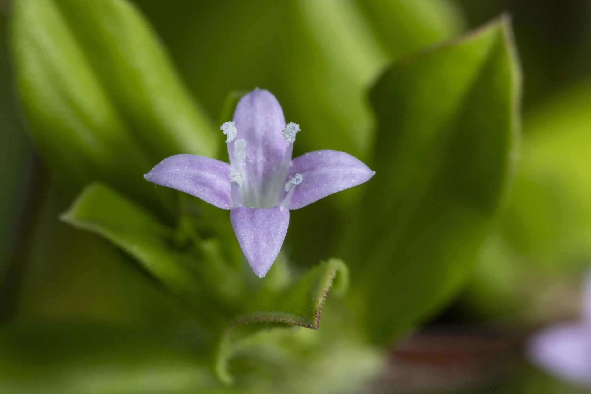 Spermacoce articularis