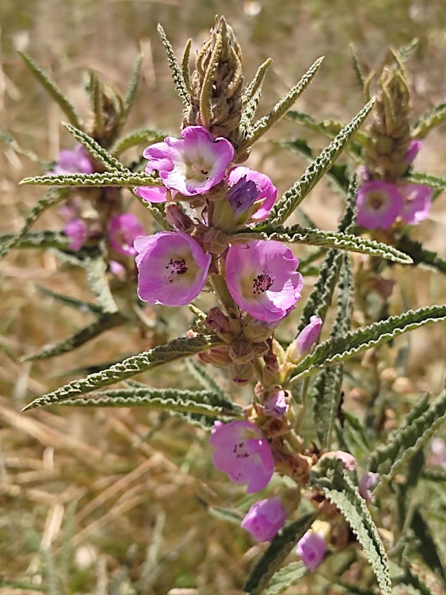 Sphaeralcea angustifolia