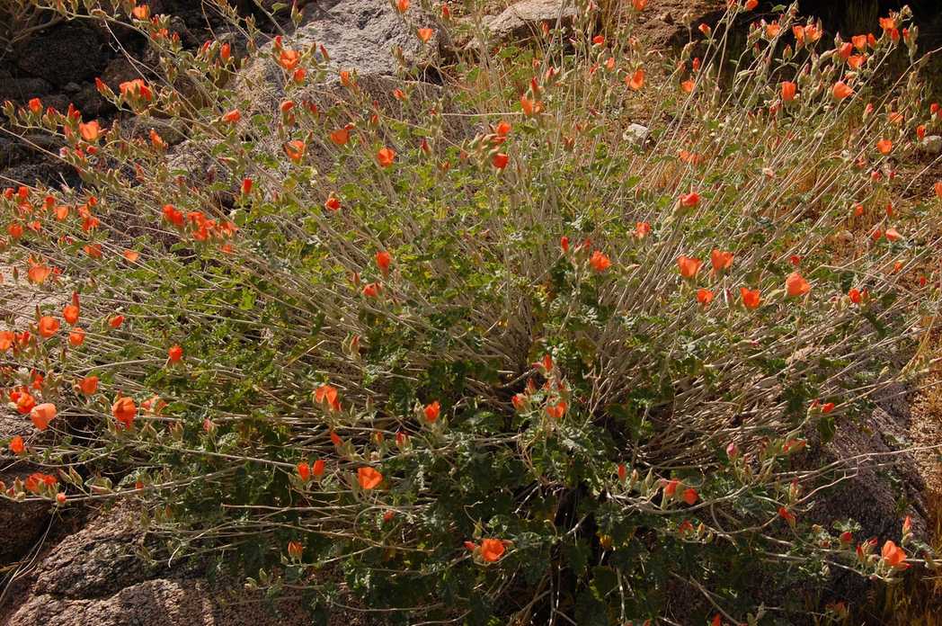 Sphaeralcea sp.