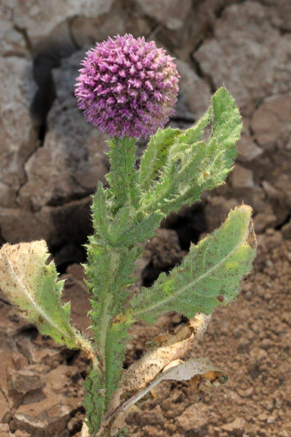 Sphaeranthus indicus