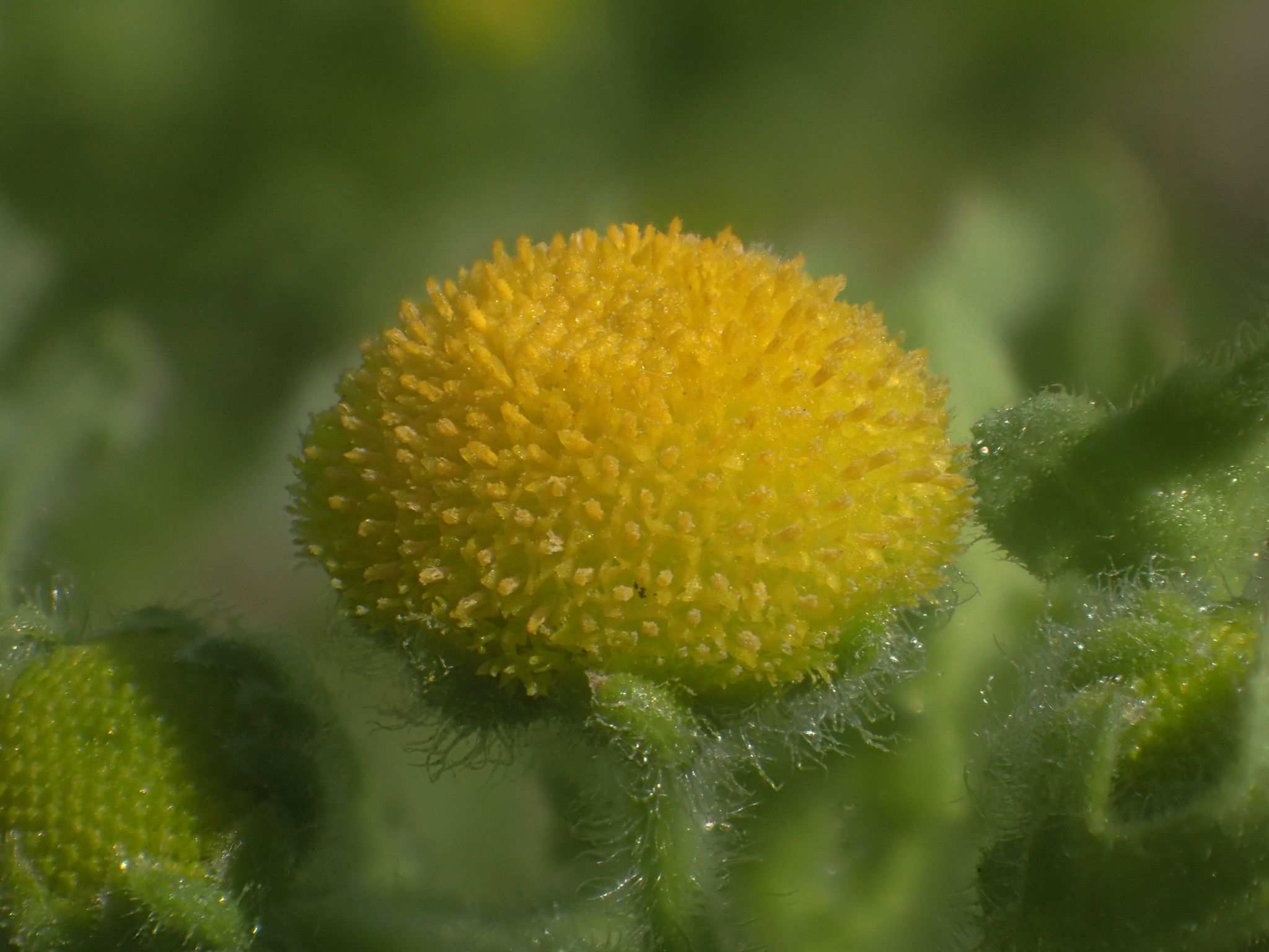 Sphaeranthus sp.