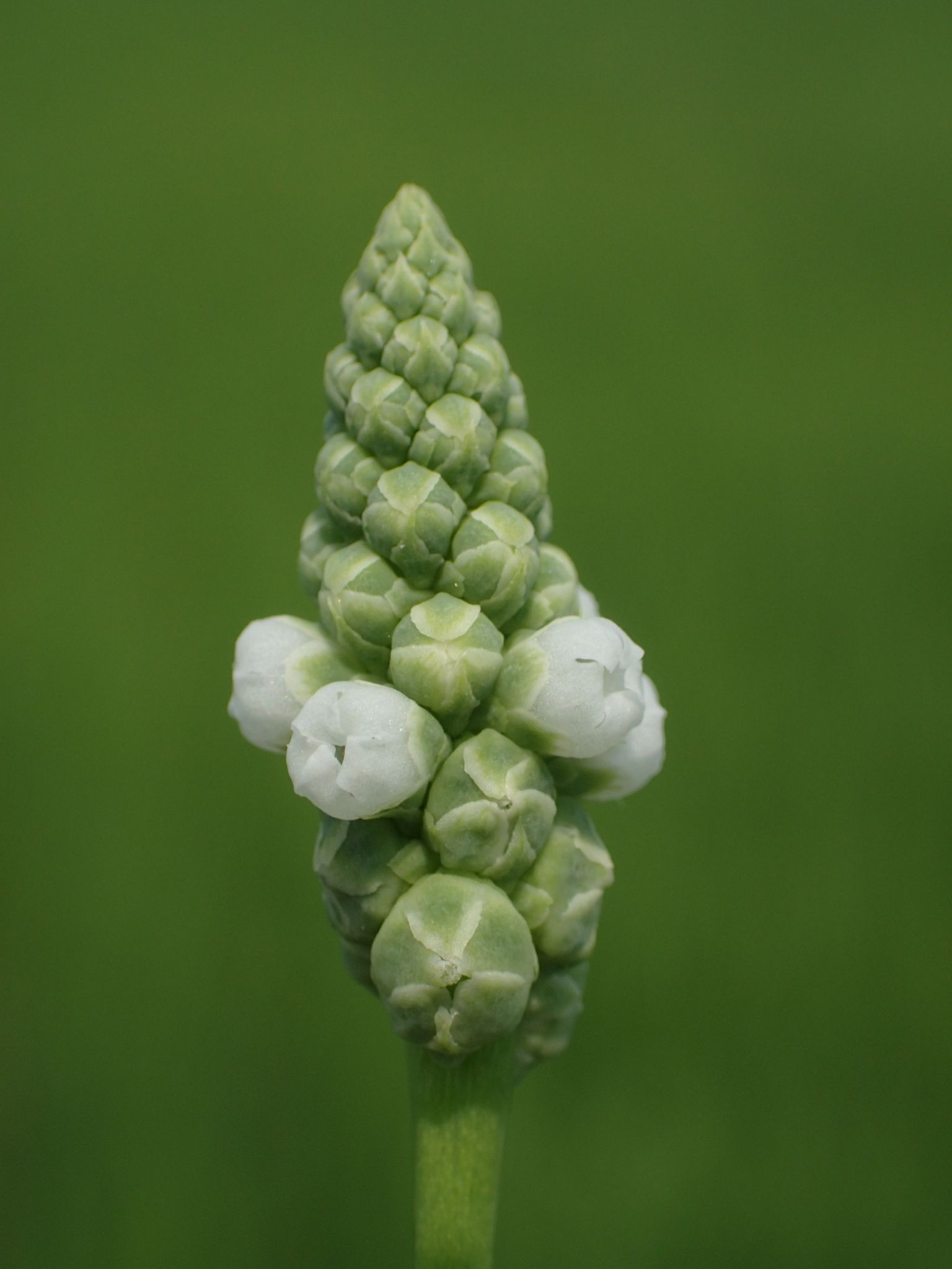 Sphenoclea zeylanica