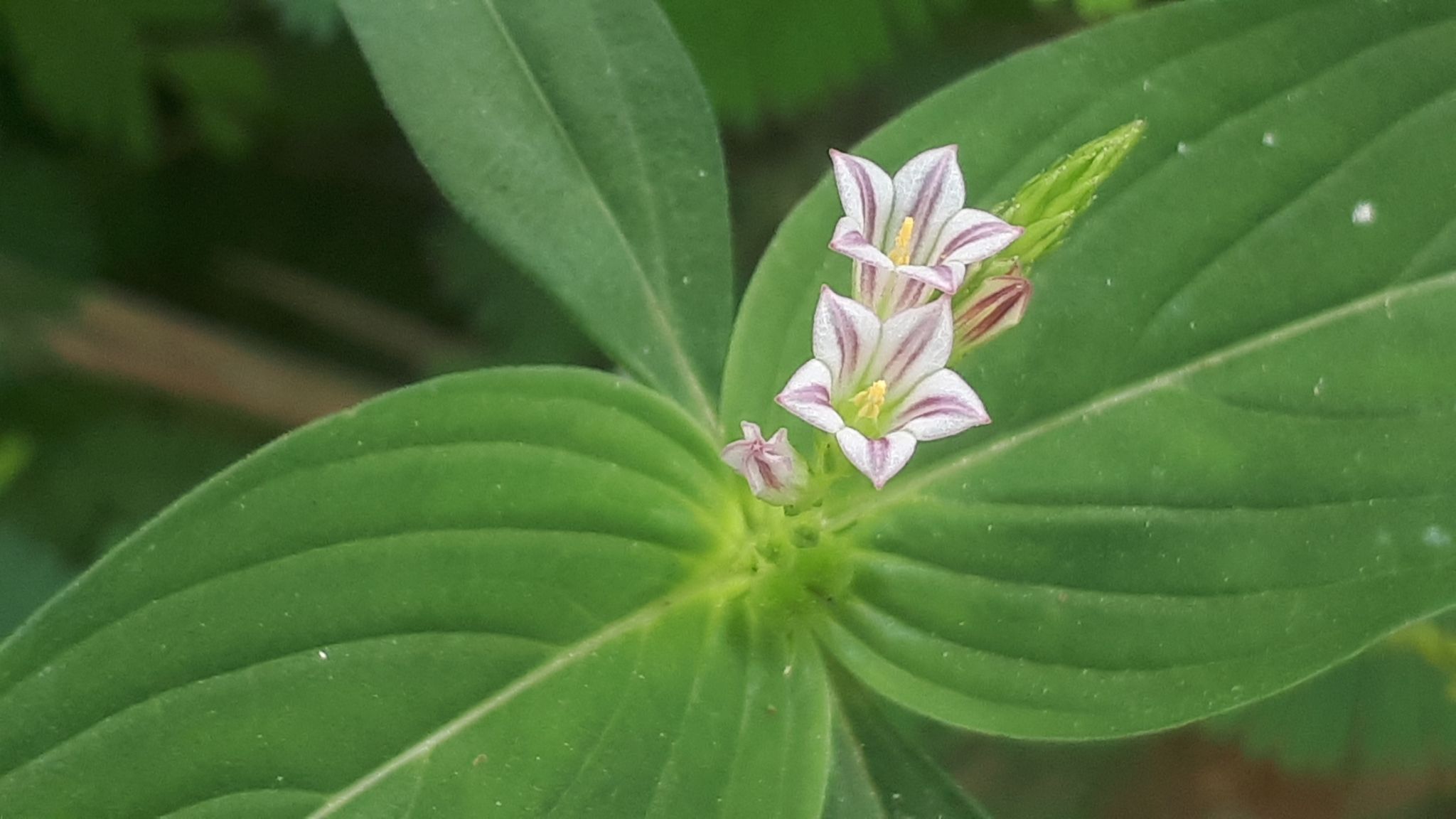 Spigelia anthelmia