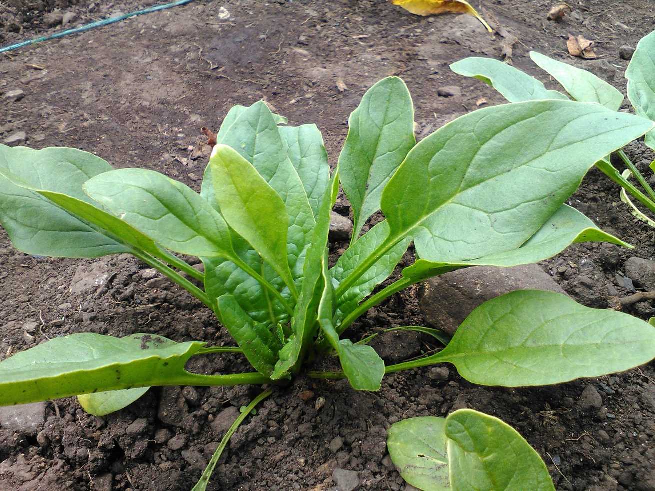 Spinacia oleracea