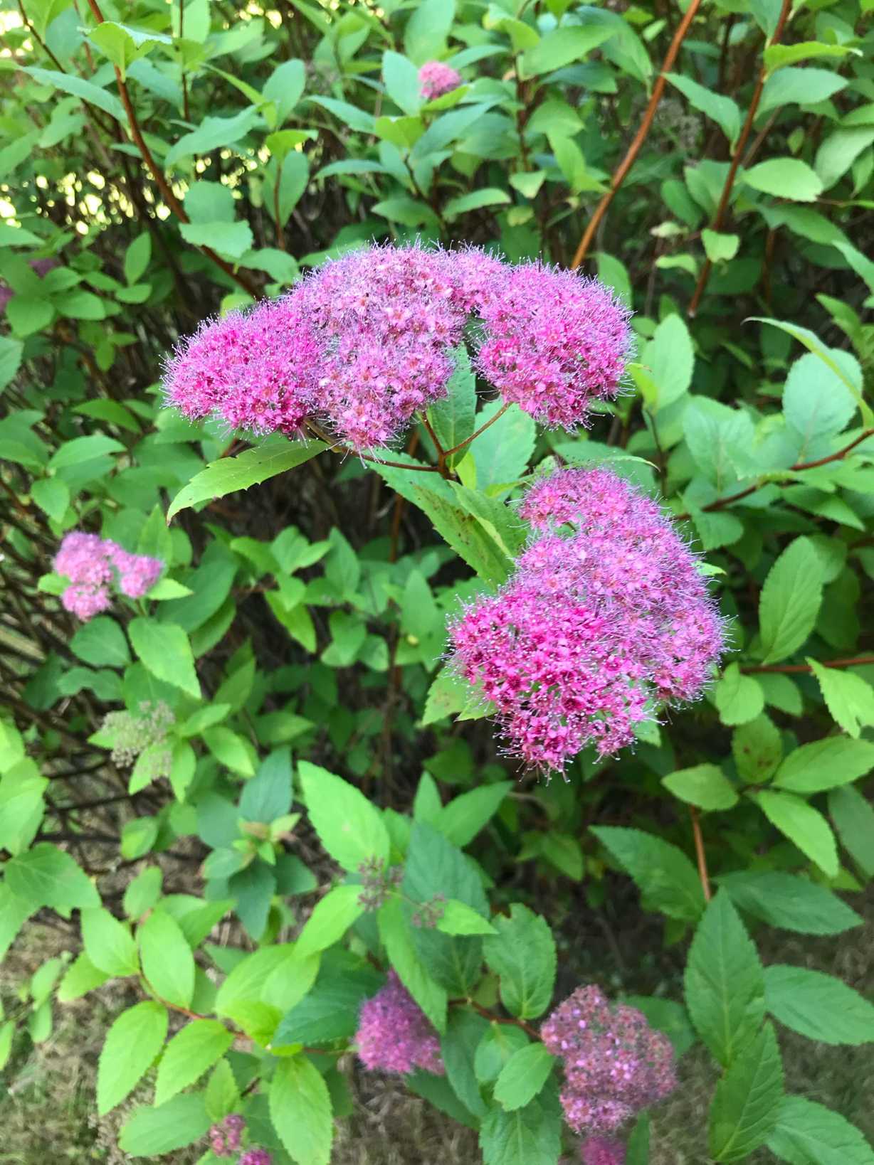 Spiraea japonica