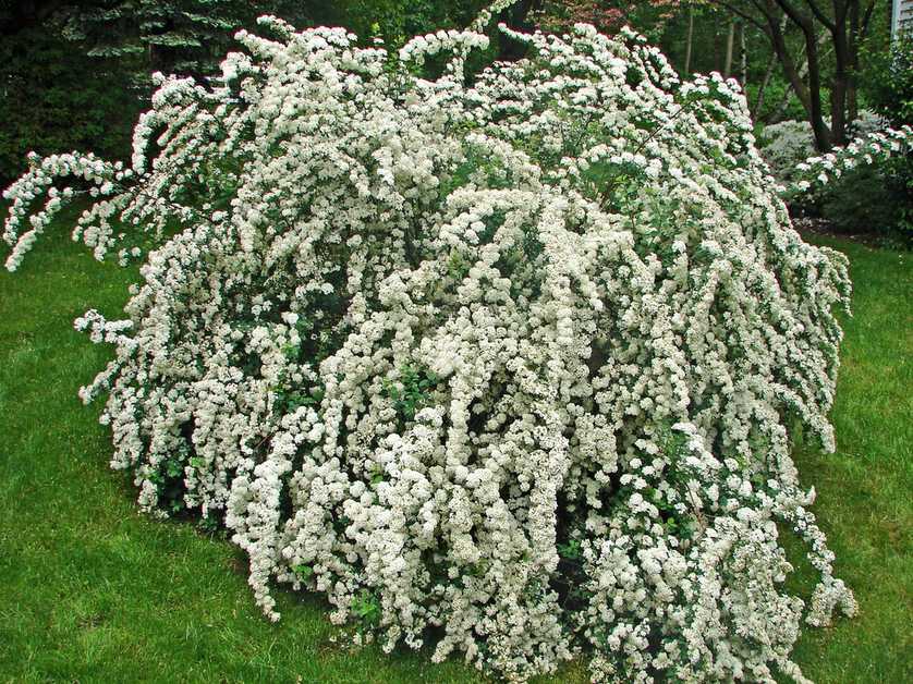 Spiraea prunifolia