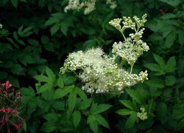 Spiraea sp.