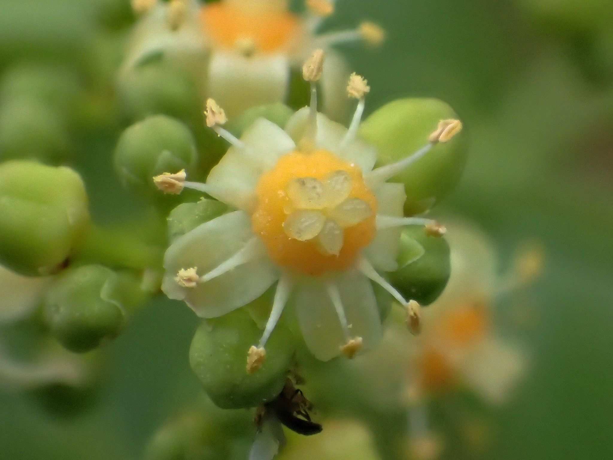 Spondias dulcis
