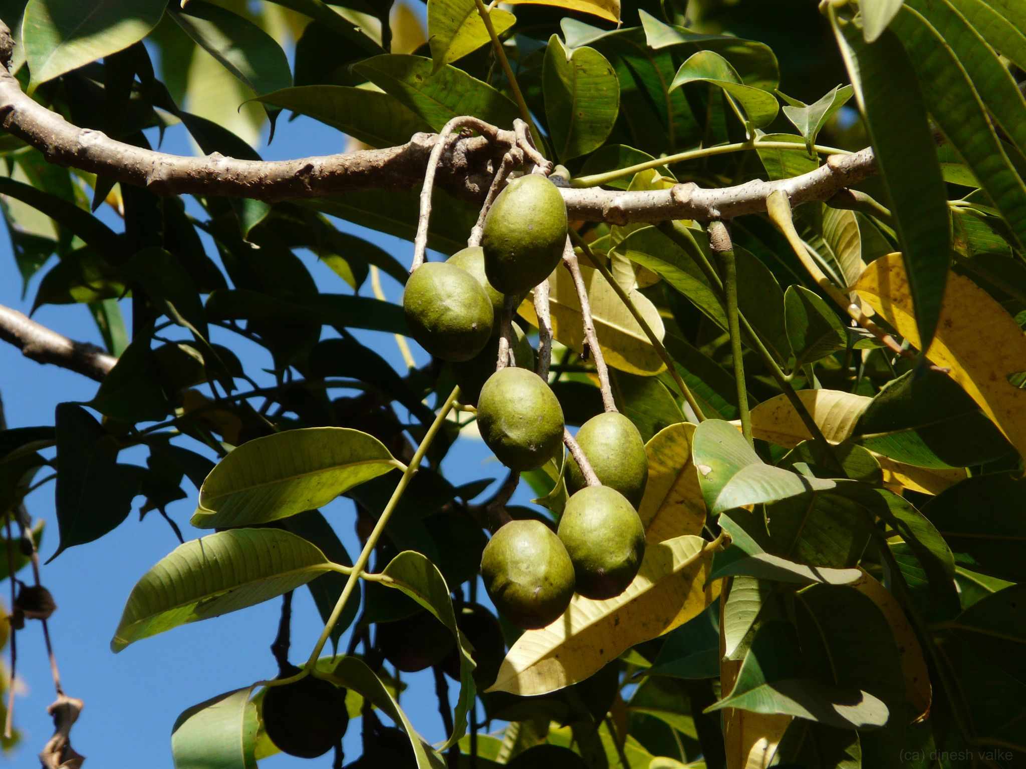 Spondias pinnata