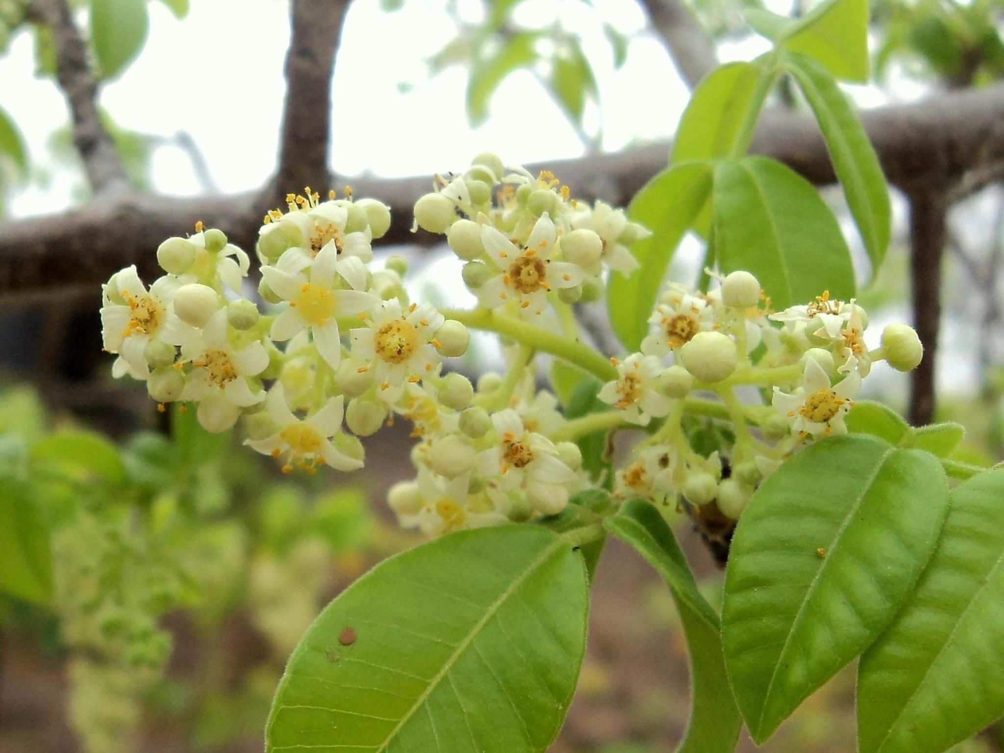 Spondias tuberosa