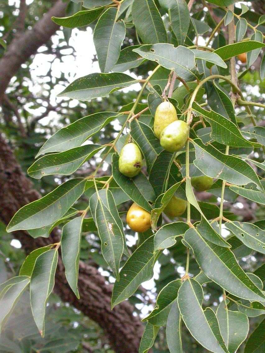 Spondias venulosa