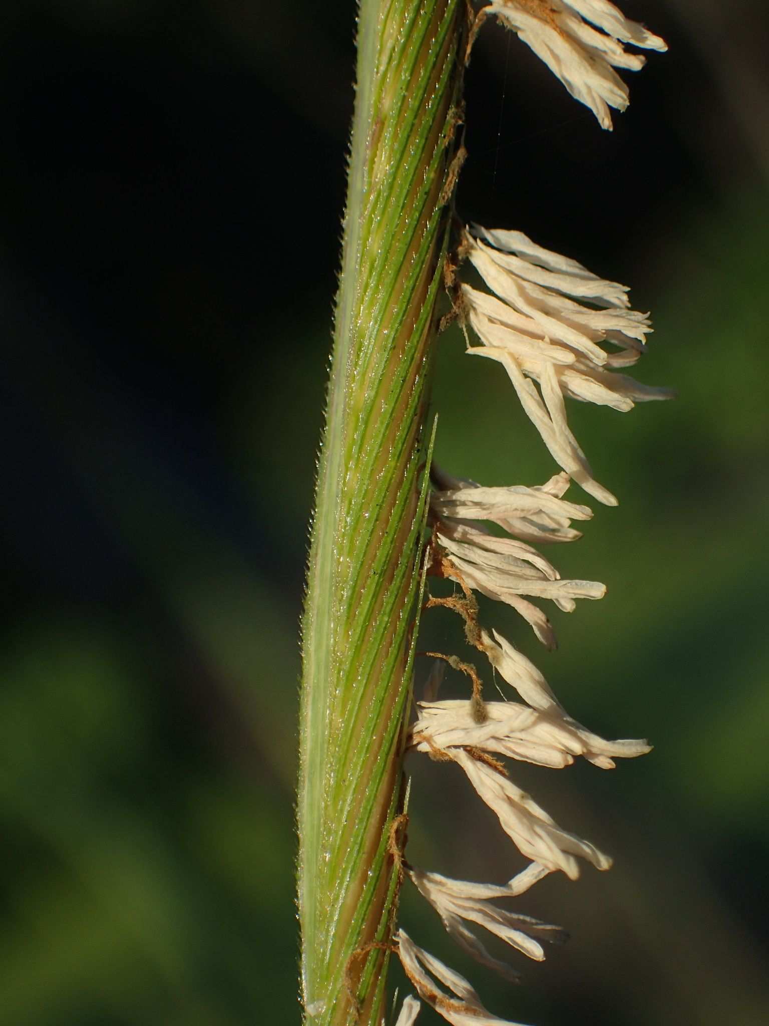 Sporobolus michauxianus