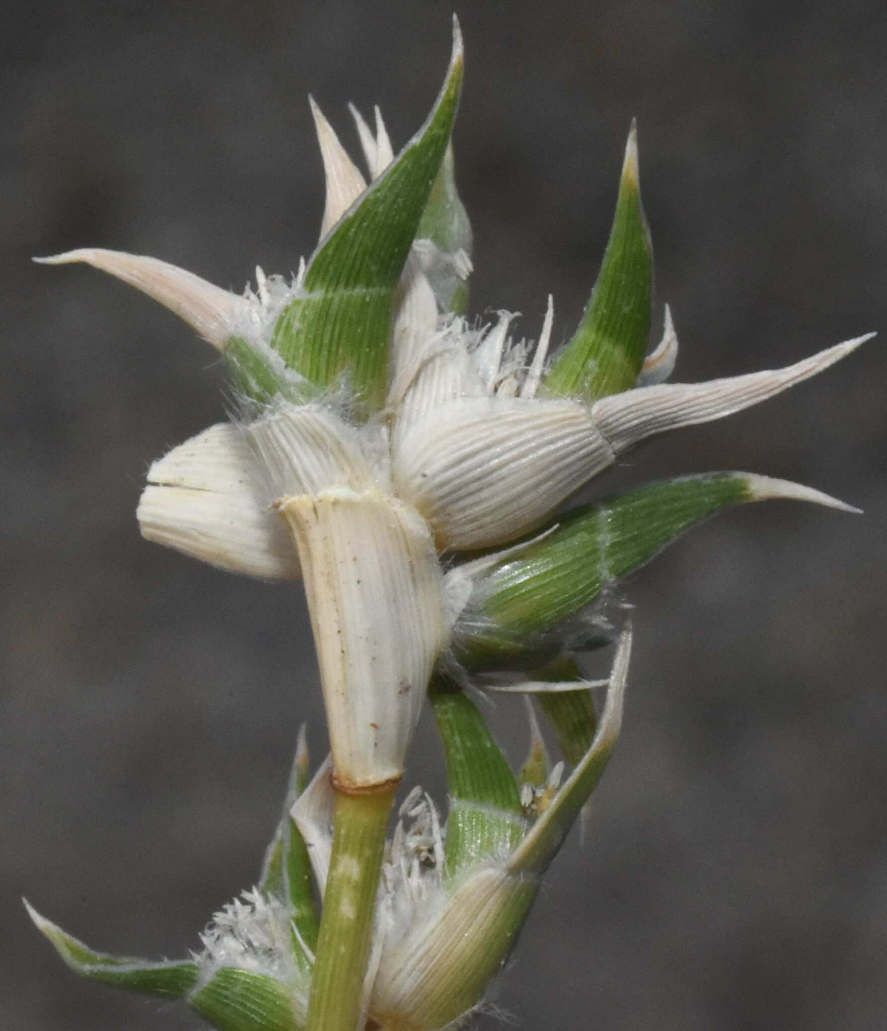 Sporobolus niliacus