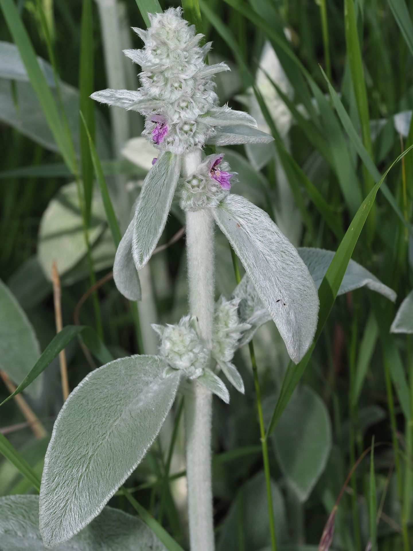 Stachys byzantina