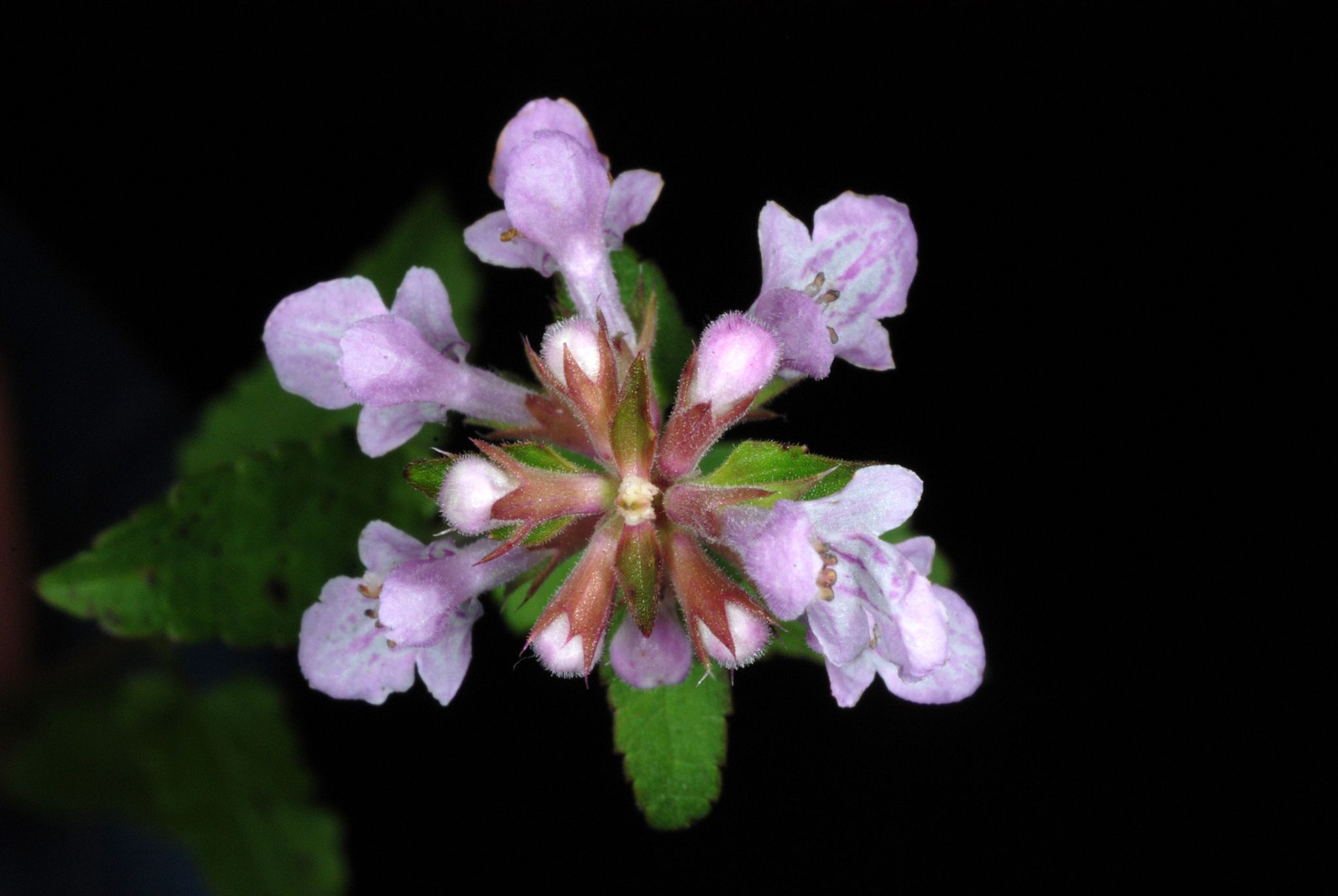Stachys floridana