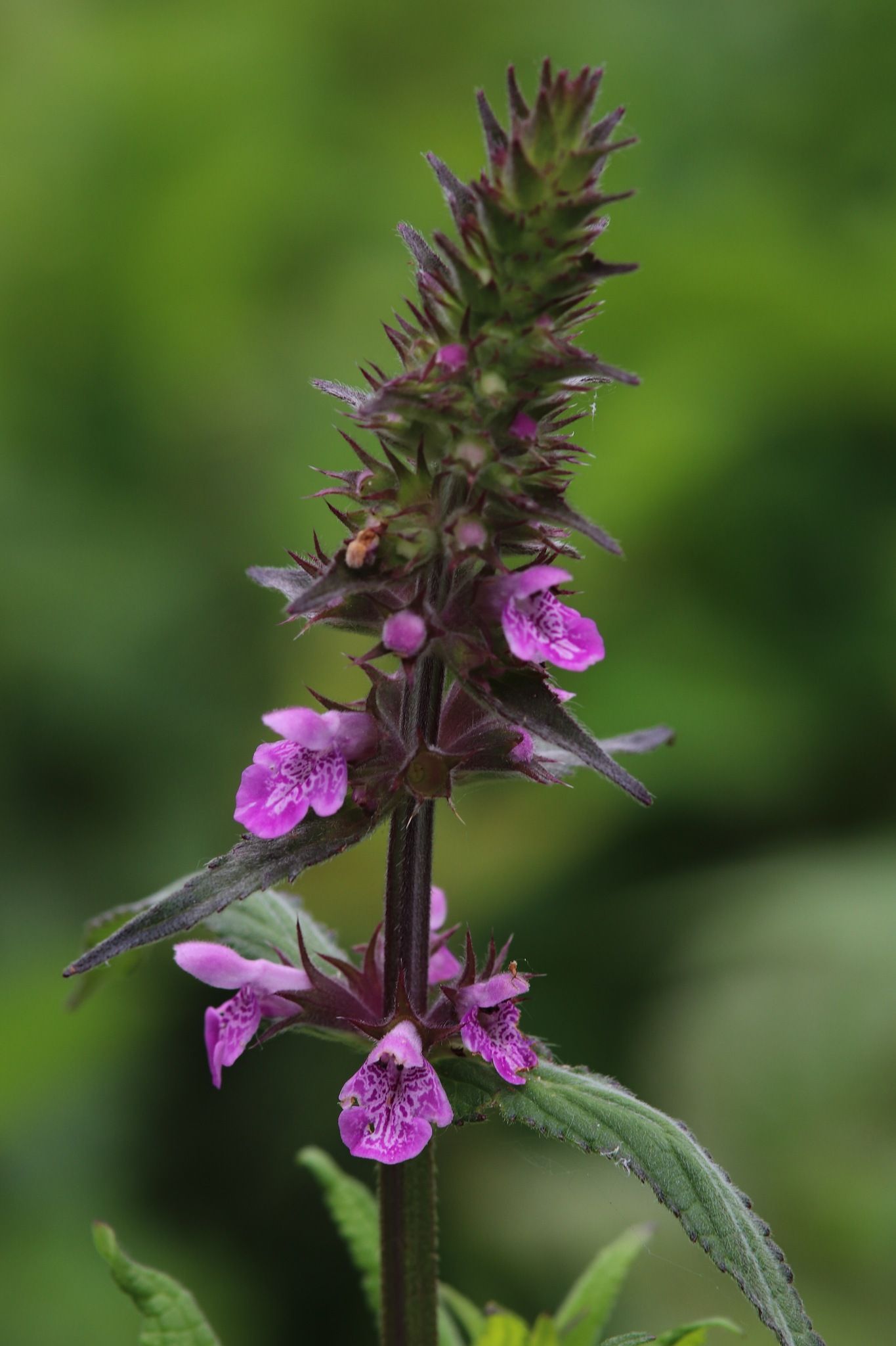 Stachys palustris