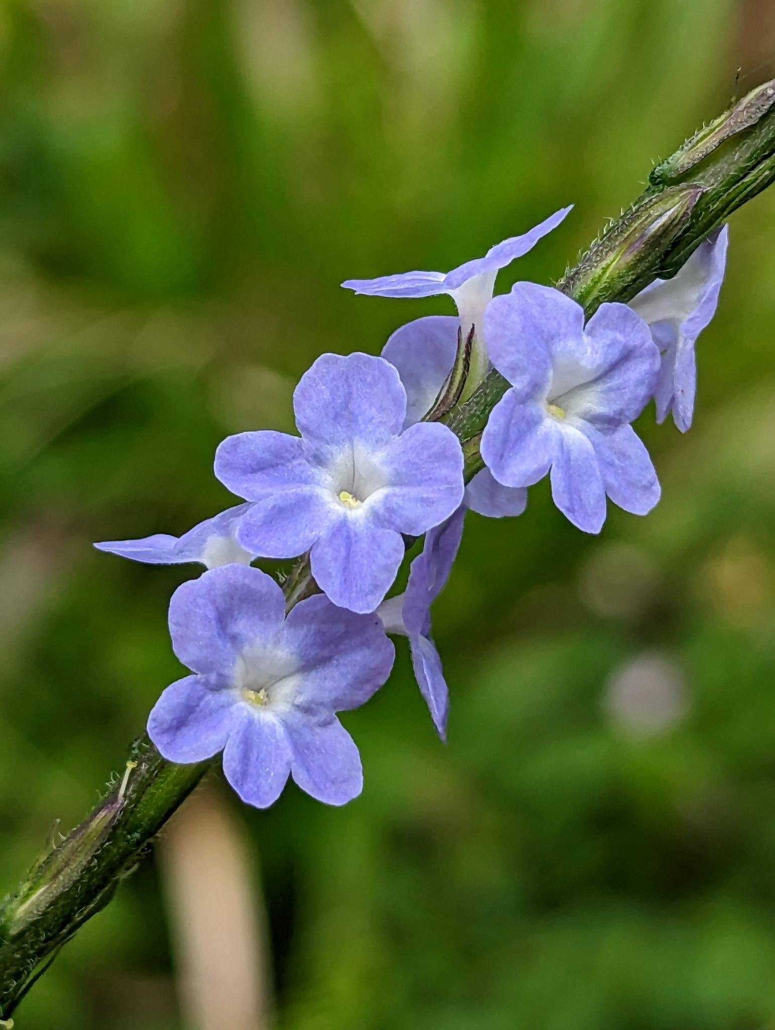 Stachytarpheta cayennensis