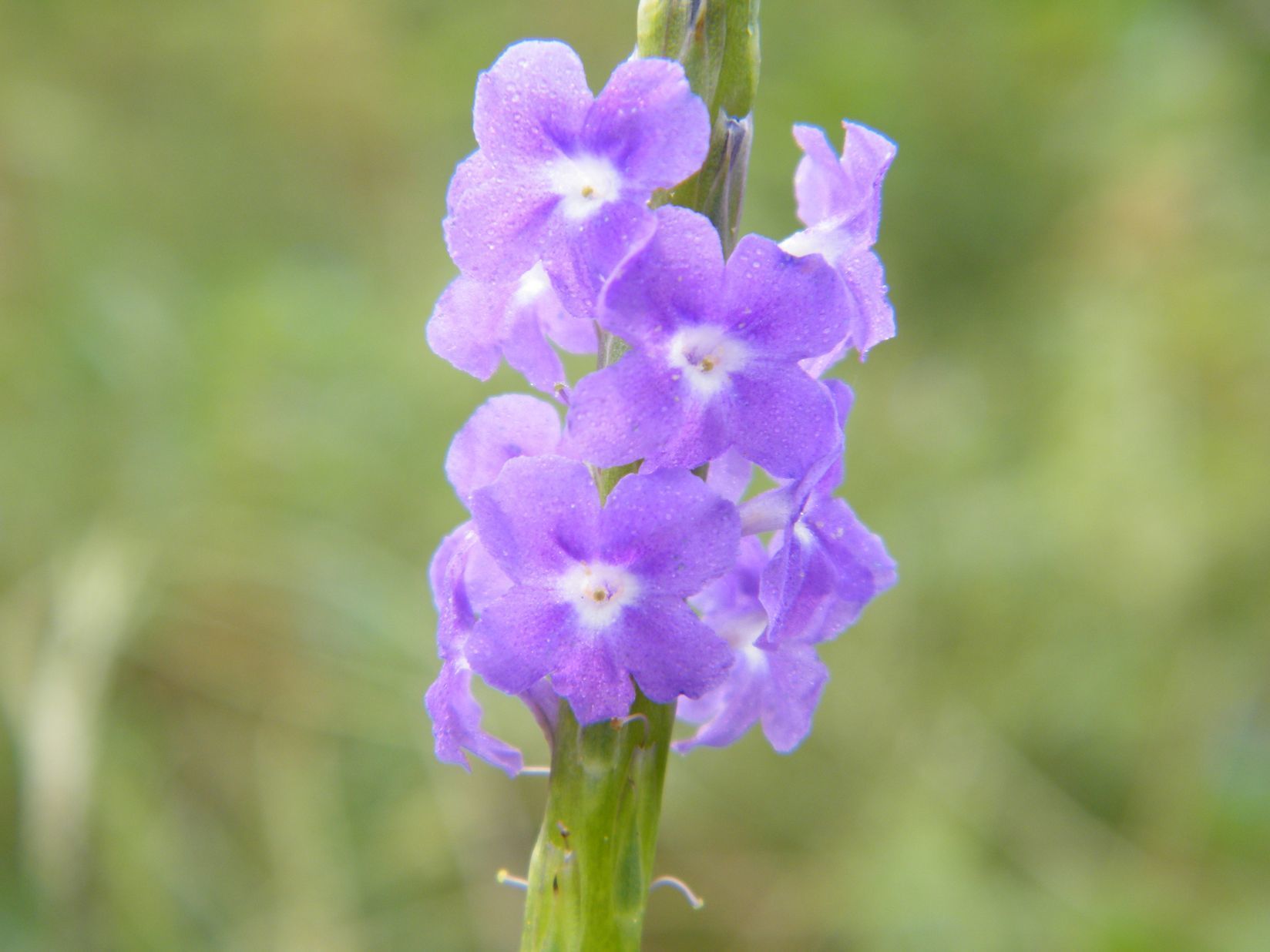 Stachytarpheta indica
