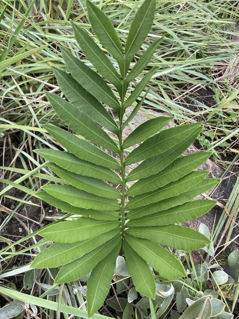 Stangeria