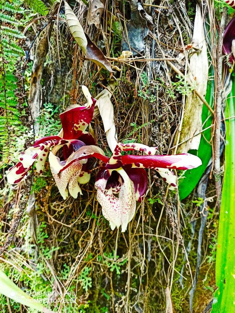 Stanhopea
