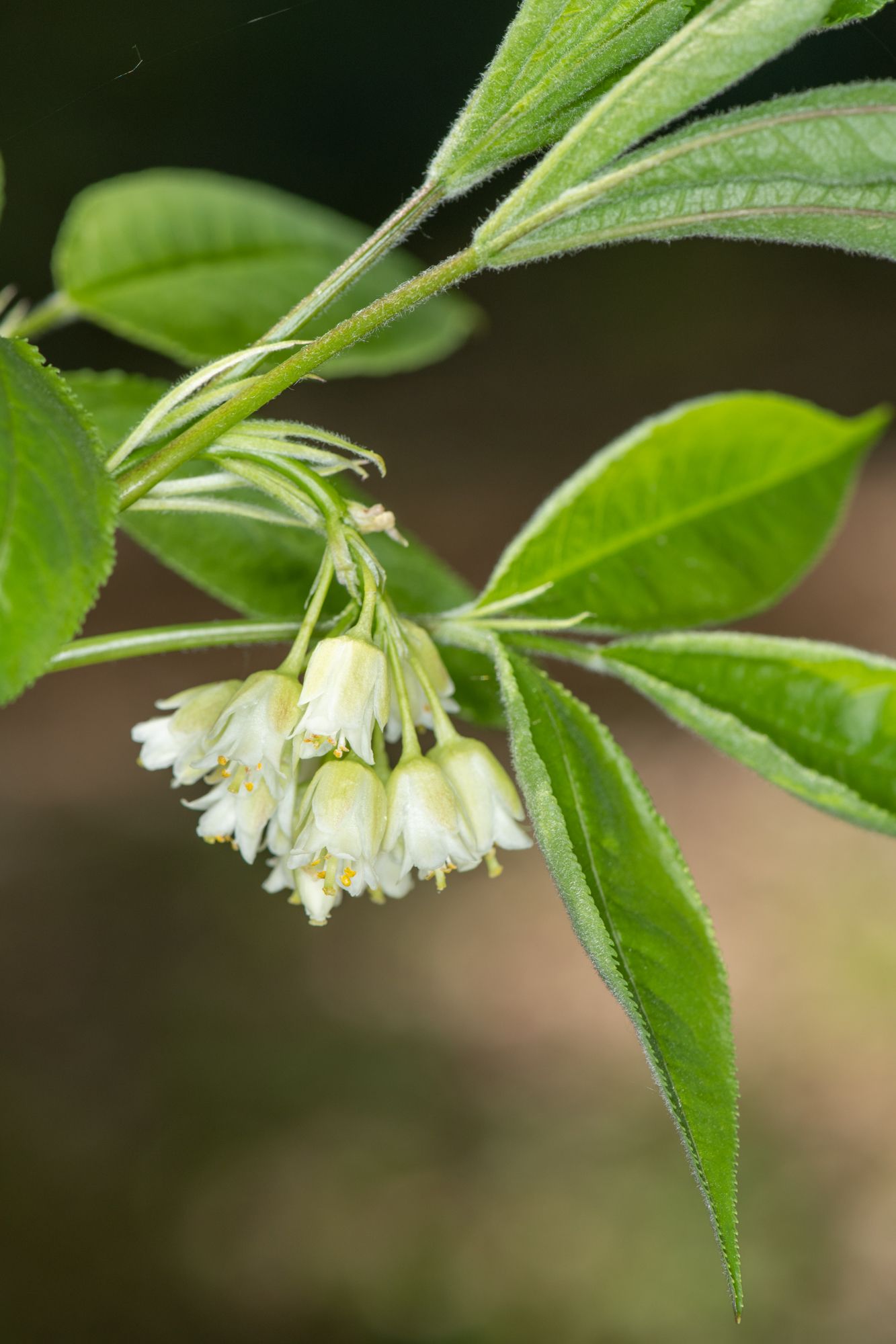 Staphylea trifolia