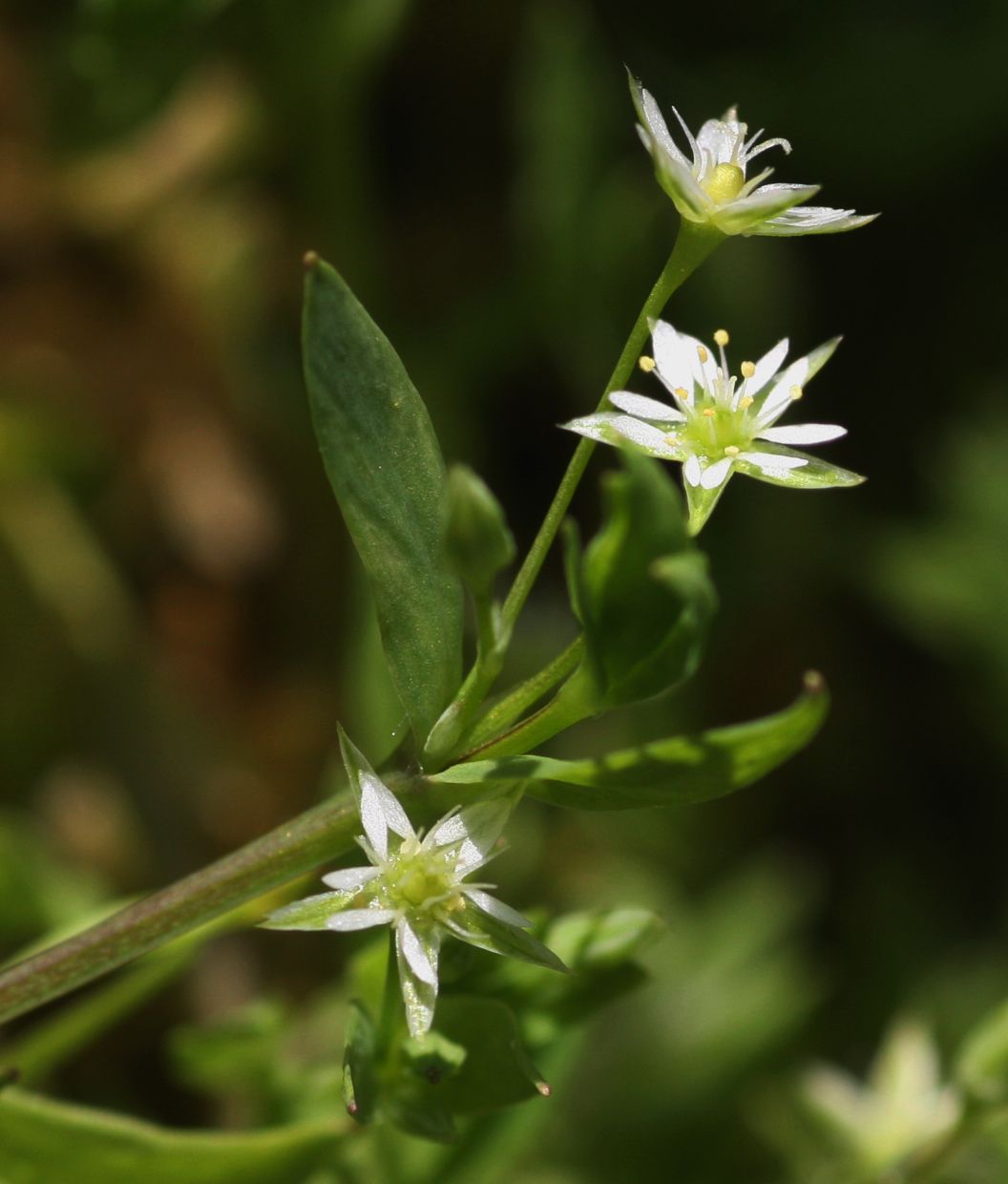 Stellaria alsine