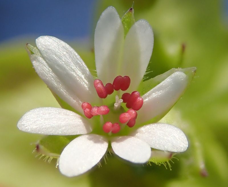 Stellaria neglecta