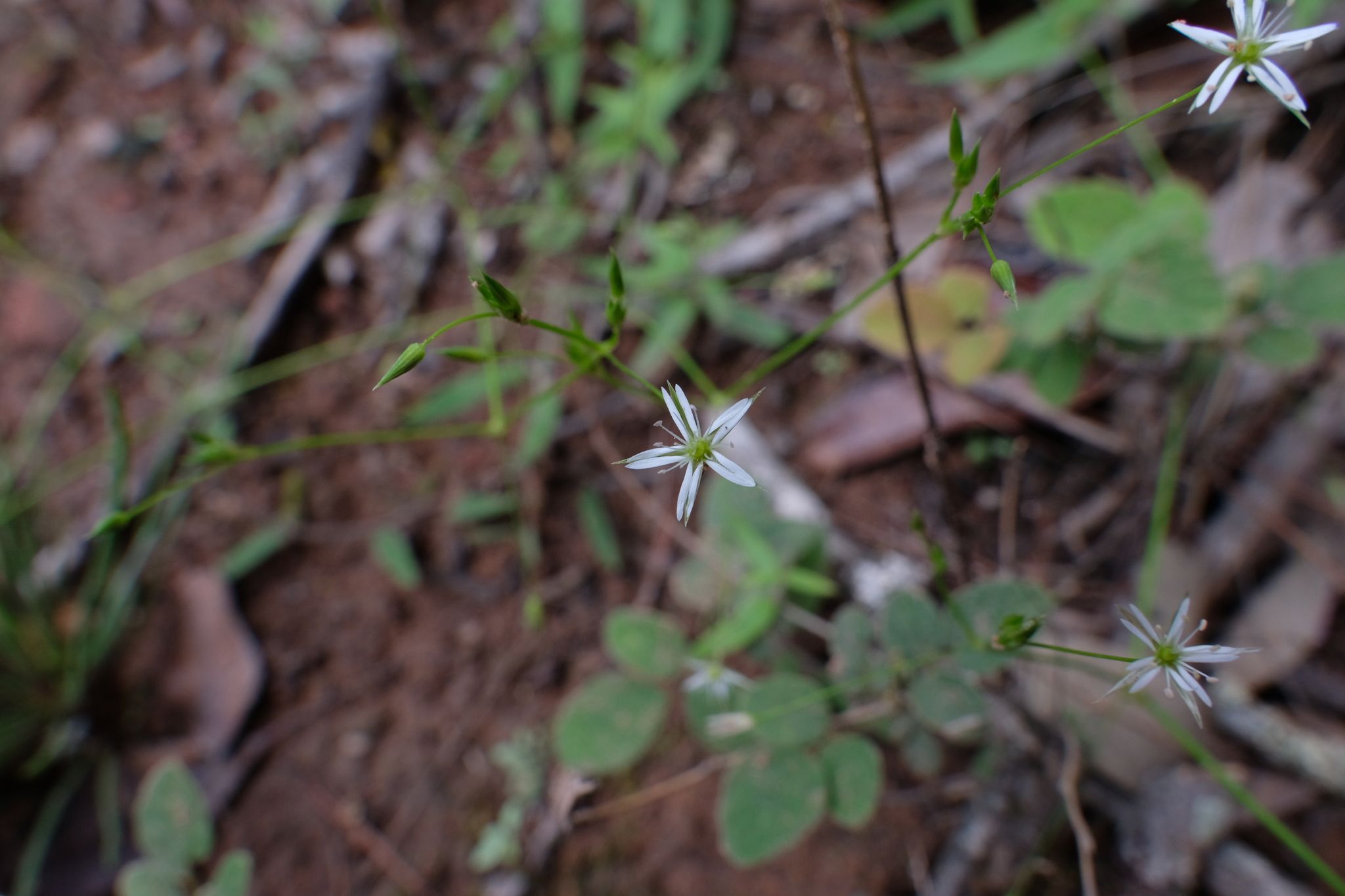 Stellaria yunnanensis