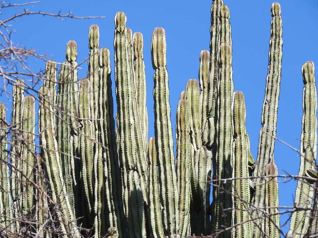 Stenocereus queretaroensis