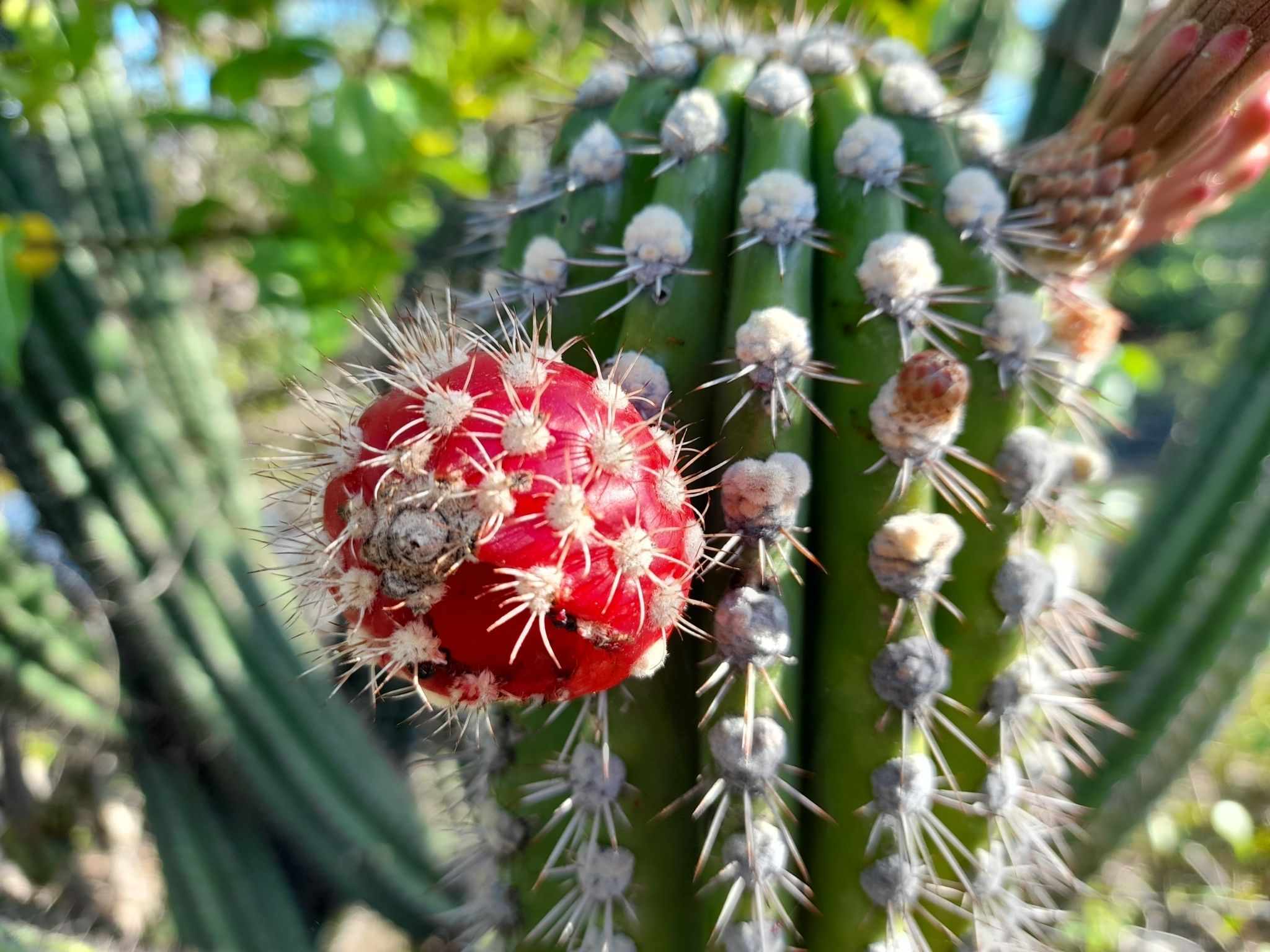 Stenocereus sp.