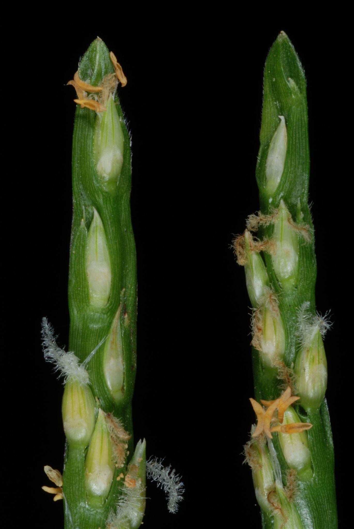 Stenotaphrum secundatum