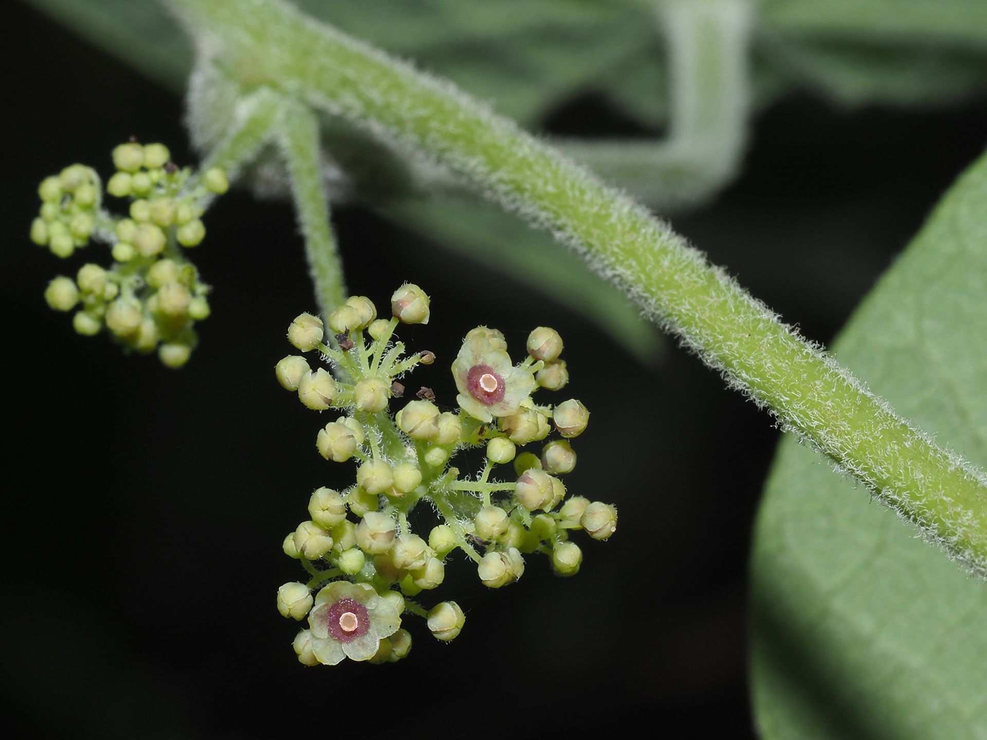 Stephania abyssinica