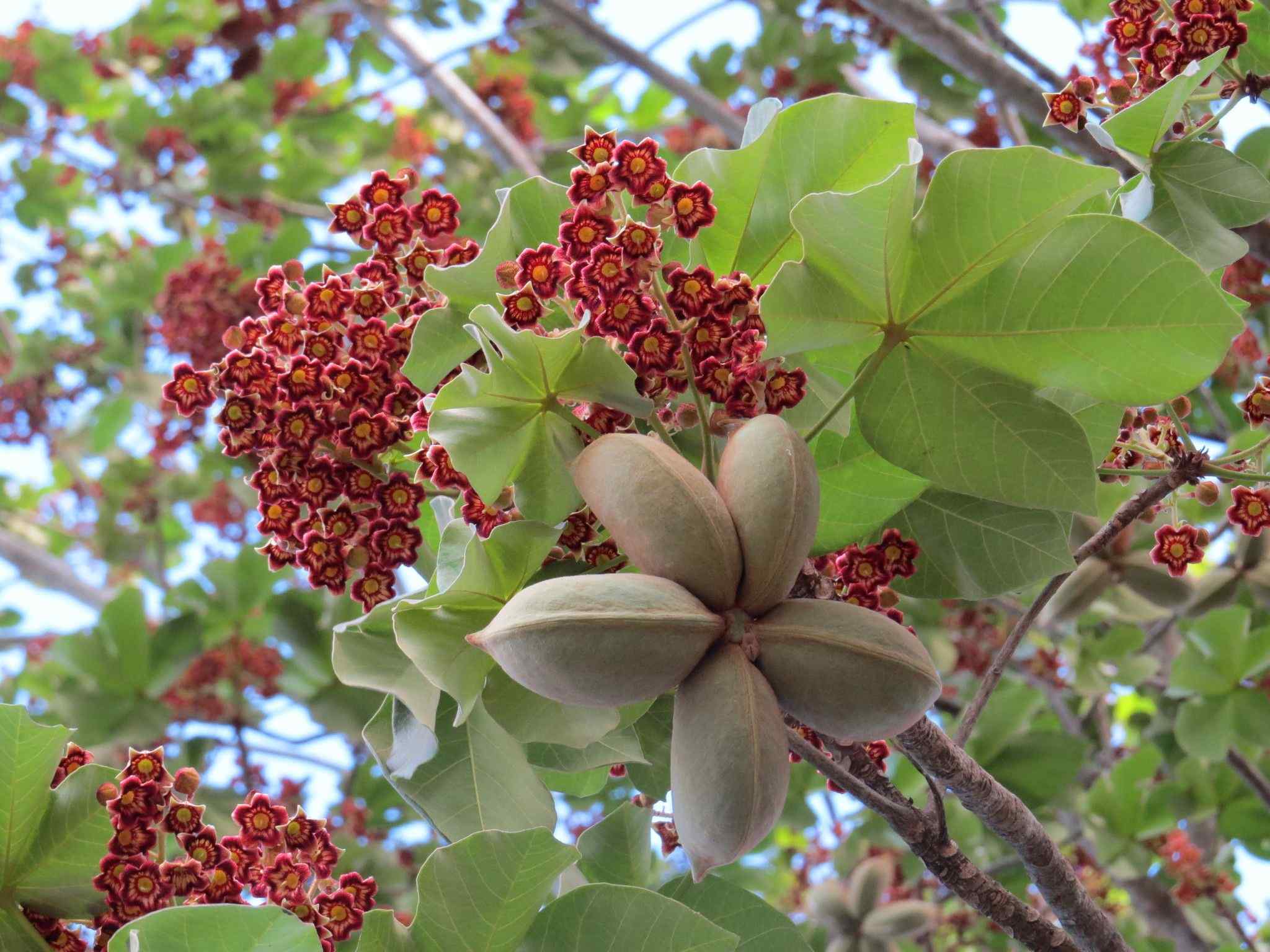 Sterculia apetala