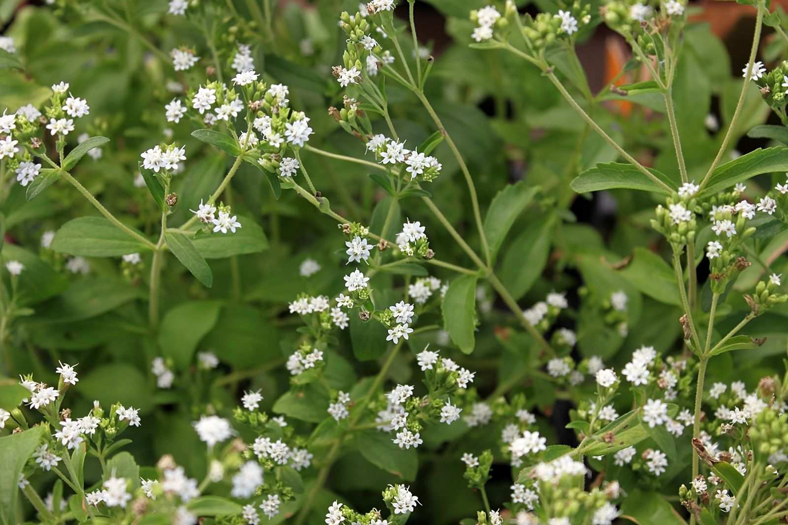 Stevia rebaudiana