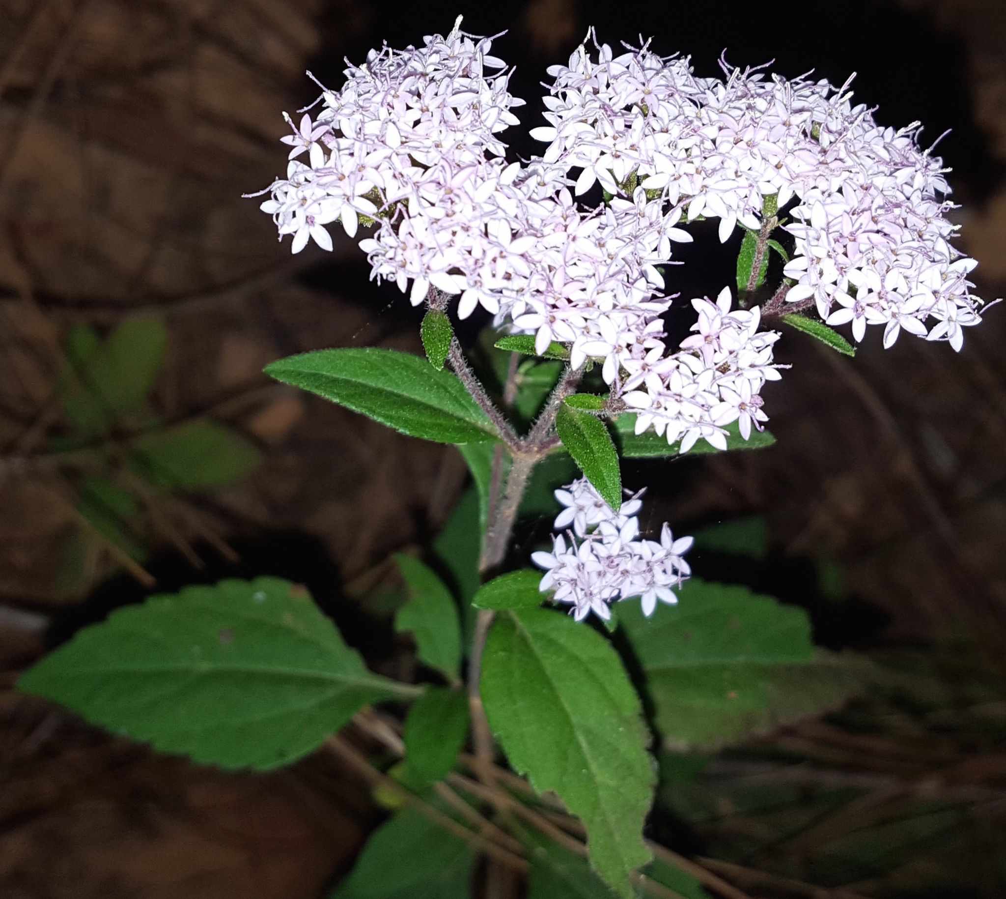 Stevia triflora