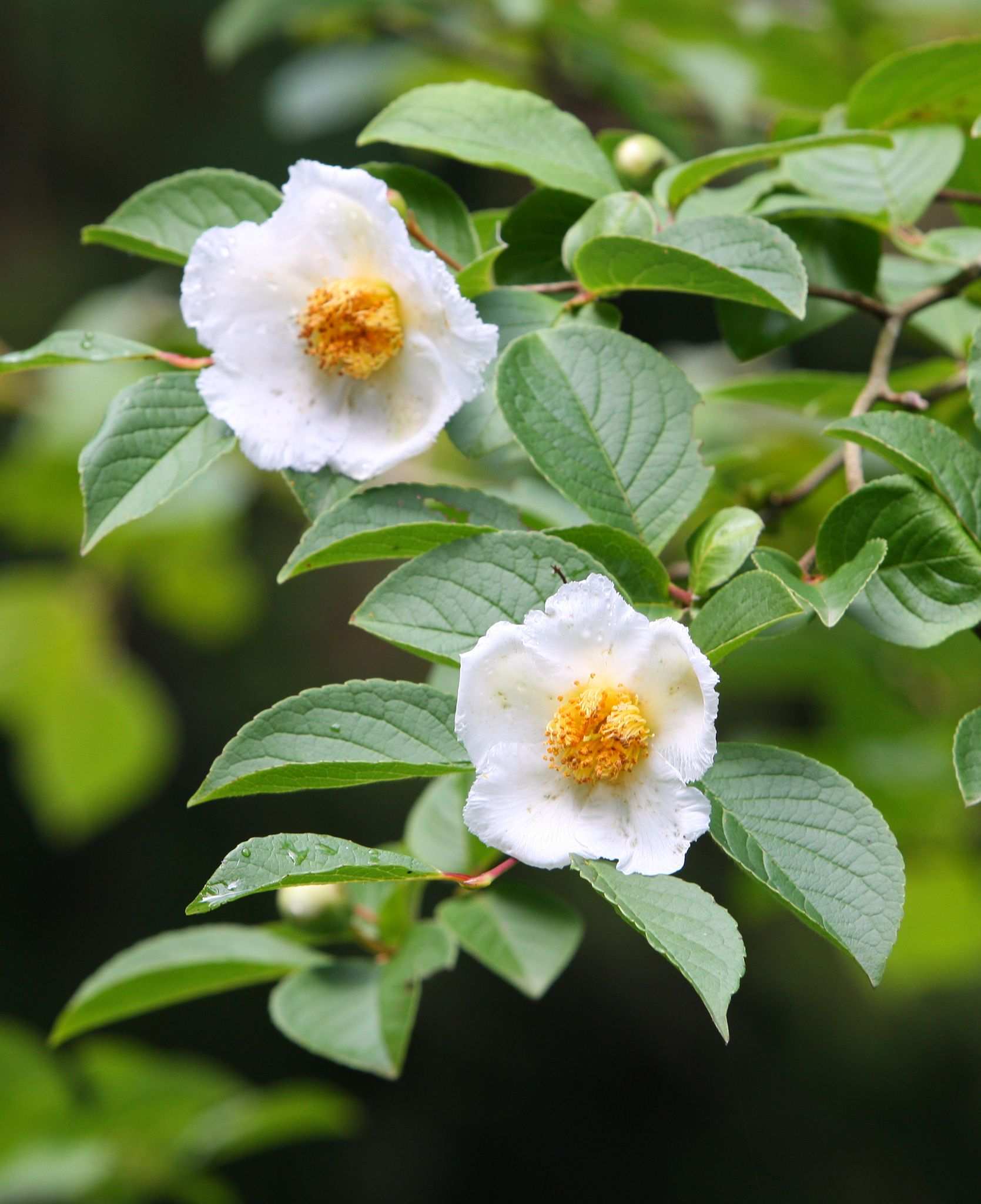 Stewartia pseudocamellia