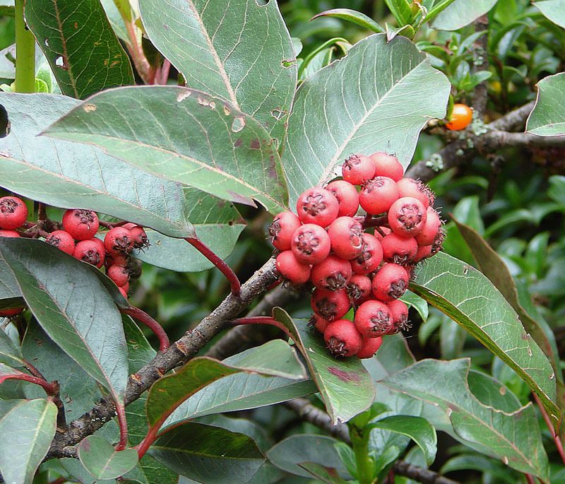 Stranvaesia davidiana