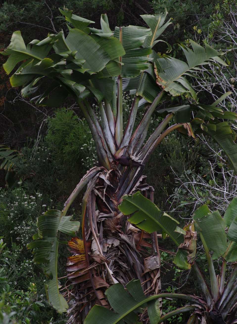 Strelitzia alba