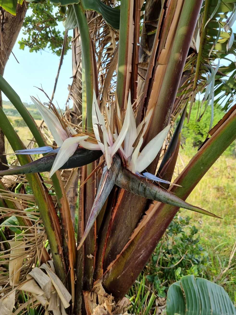 Strelitzia nicolai