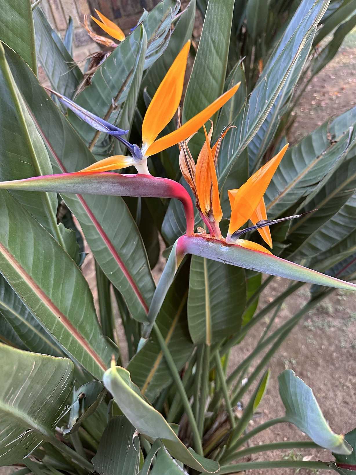 Strelitzia reginae