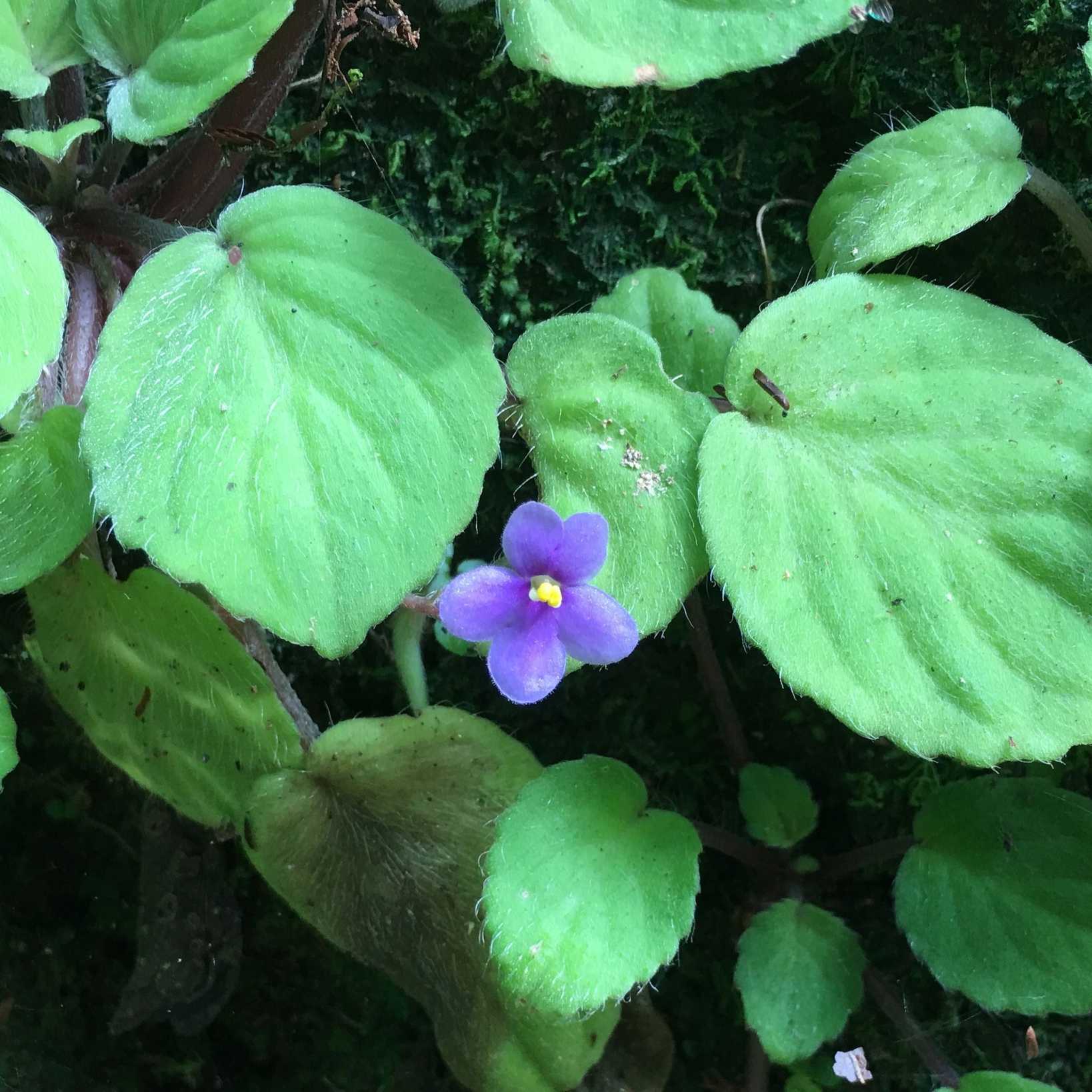 Streptocarpus